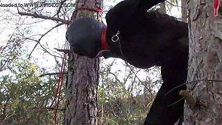 you're tied up to a tree outdoors in sexy stockings, getting rough fucked by amateurs.