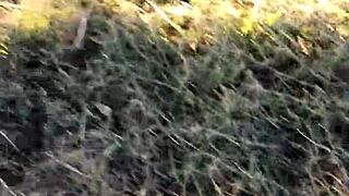 Amateurs pissing from tree in gral paz