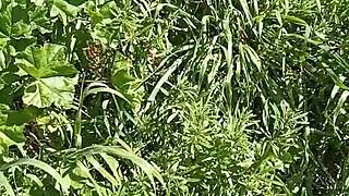 Gretala got wild in a grotto on the meadow. She’s dripping after that intense session.