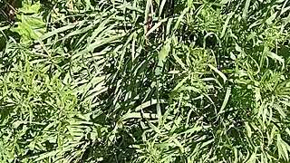 Gretala got wild in a grotto on the meadow. She’s dripping after that intense session.