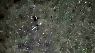 hey, village girl is masturbating in the barn 😍