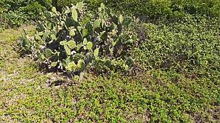 Amateurs Fuck Hard on Beach with Deep Blowjob!