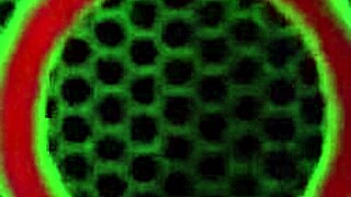 Insatiable Kali Ryder slurps Miles Long's phat cock intensely