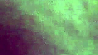 trimmed shemale transsexual gives oral blowjob