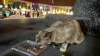 Crazy Cat Lady Feeds Stray Cats