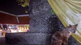 Crazy Cat Lady Feeds Stray Cats