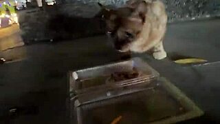 Crazy Cat Lady Feeds Stray Cats