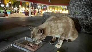 Crazy Cat Lady Feeds Stray Cats