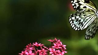 crystal butterfly shows off her tattooed pussy with music