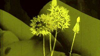 vintage erotic art collection