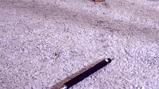 Japanese femdom tempts and rewards her slave 😈