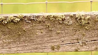 Mishel Karen Leo Embers moans in lucky group orgy