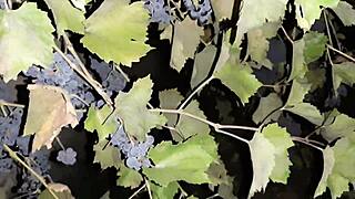 My neighbor thanked me for the grapes with cunnilingus - lesbian illusion girls