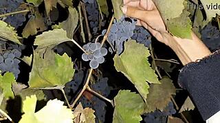 My neighbor thanked me for the grapes with cunnilingus - lesbian illusion girls