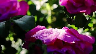 College Friend's Secret Thrusts Turn Romantic Indian Pussy Fuck Intense