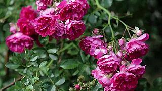 College Friend's Secret Thrusts Turn Romantic Indian Pussy Fuck Intense