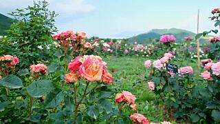 College Friend's Secret Thrusts Turn Romantic Indian Pussy Fuck Intense