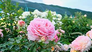 College Friend's Secret Thrusts Turn Romantic Indian Pussy Fuck Intense