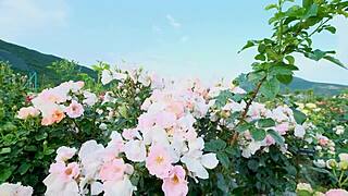 College Friend's Secret Thrusts Turn Romantic Indian Pussy Fuck Intense