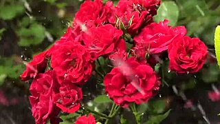 College Friend's Secret Thrusts Turn Romantic Indian Pussy Fuck Intense