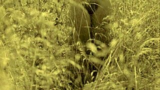 Discover Top Vintage Naturists' Secret Beach Beaver Expos!