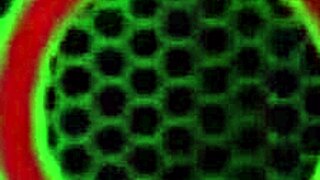 sara jay secretly craves mz danis curvy interracial dildo pussy play