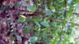 Lesbians Fuck Lick Pussies in Forest Cum in Mouth Orgasms