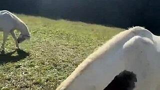 Tattooed Vibe Chasing Emotional Finish Line Goals