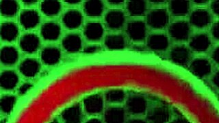 Taboo Lesbian Milf Maxine X Asian BBW Cougar Licks Muff Strapon Toys