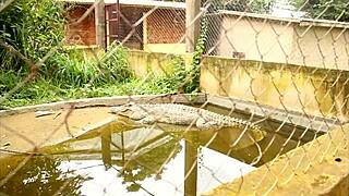 Huge cock ravages tight ass publicly in tourist park