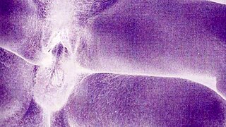 vintage erotic art teases timeless sensual curves and poses