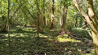 ever fucked outdoors in the wild brittany woods like this before?