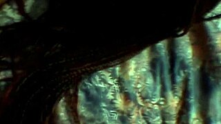 SLUT BRUNETTES SUCK AND FUCK IN HORNY LESBIAN ORGY THREEWAY