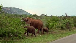 Cute Ebony Girlfriend Delivers Deep Road Head On African Safari POV