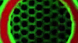 hey, watch these thick redhead lesbians twerk their big asses and pussies before bending over for wild licking and riding